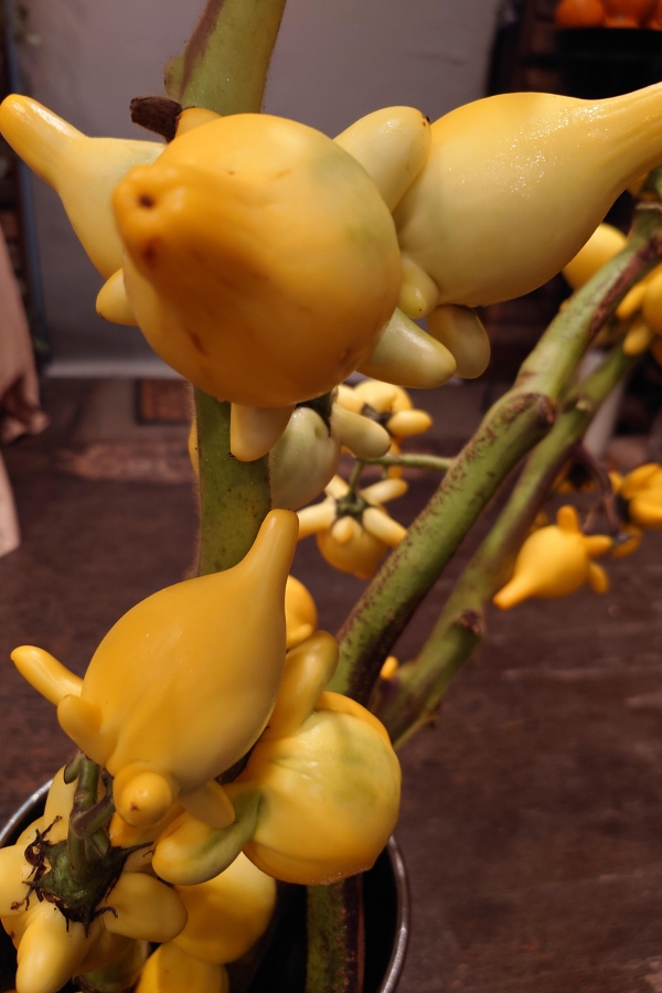 代表的な秋の花材