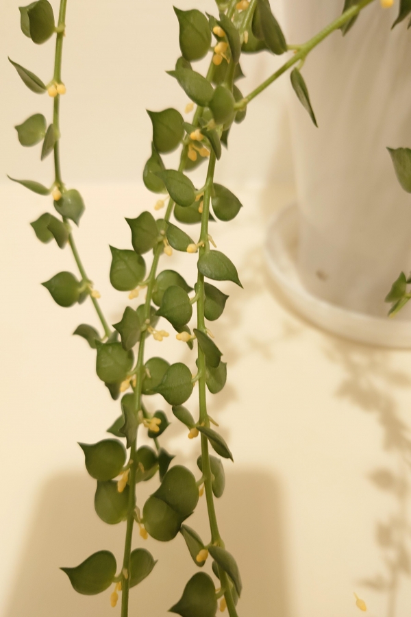 ミリオンハートの花が咲きました！