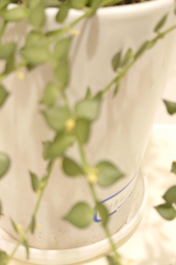 ミリオンハートの花が咲きました！