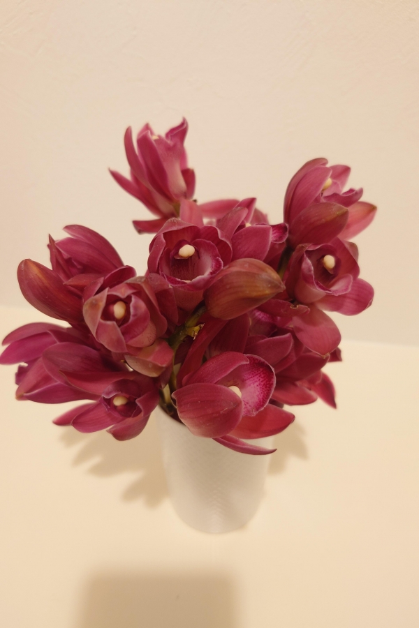 あれから1ヶ月がたちました！シンビジュームの生命力