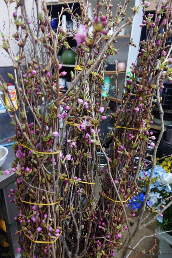 カタカナ名の桜　アーコレード