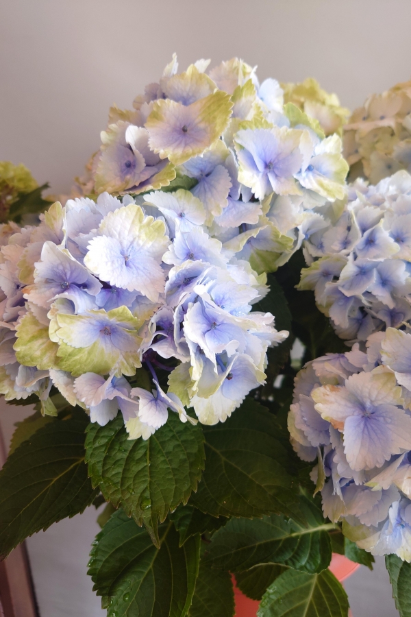 初夏の花　アジサイ入荷しました！