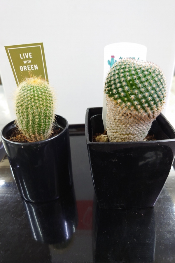 可愛いミニ観葉、ミニサボテン入荷しました